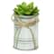 7" Lime Green Mini Sprouting Rose Succulent in Tin Planter